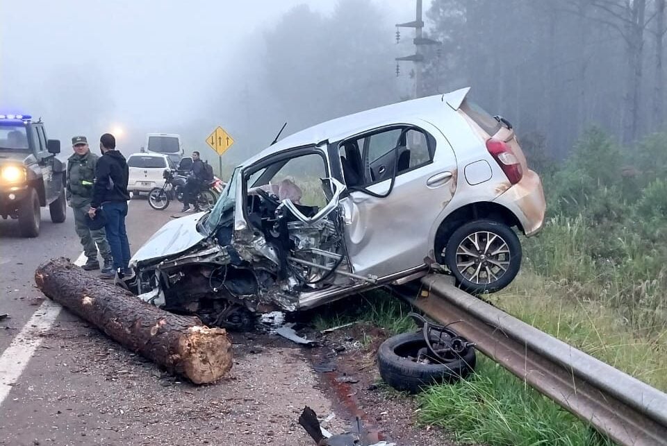 camión perdió una carga de pinos