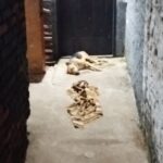w-perro-atropellado-e1687183416413