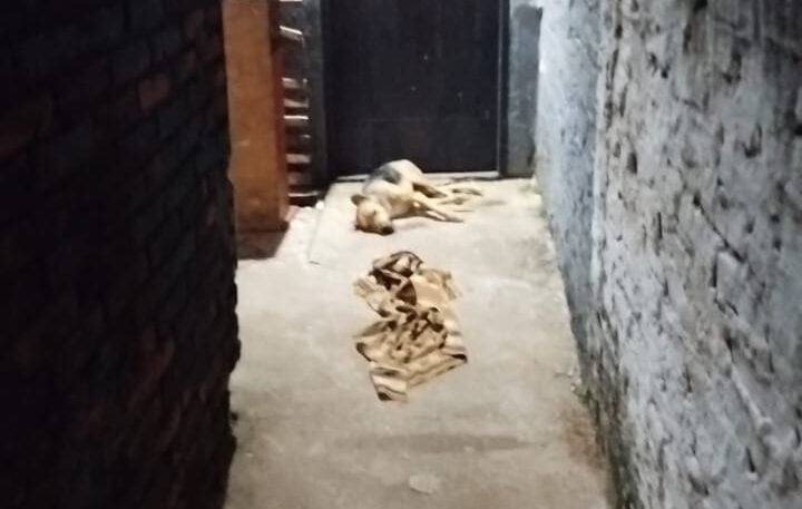 perro fue atropellado en Posadas
