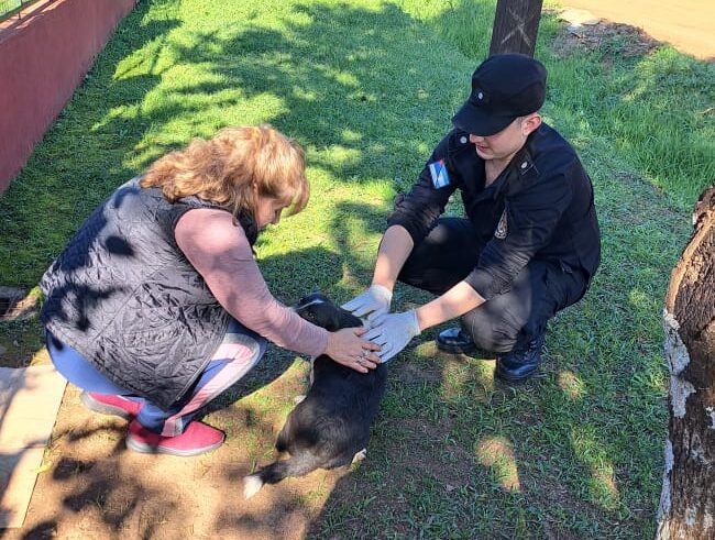 joven abusando a un perro en Posadas