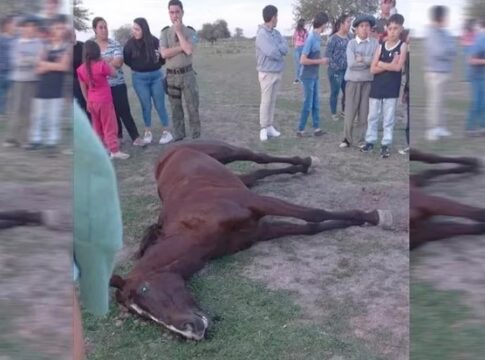 murieron dos yeguas