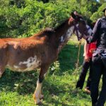 w-robo-caballos-e1697458774513