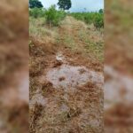 Emergencia-Agropecuaria-en-Misiones