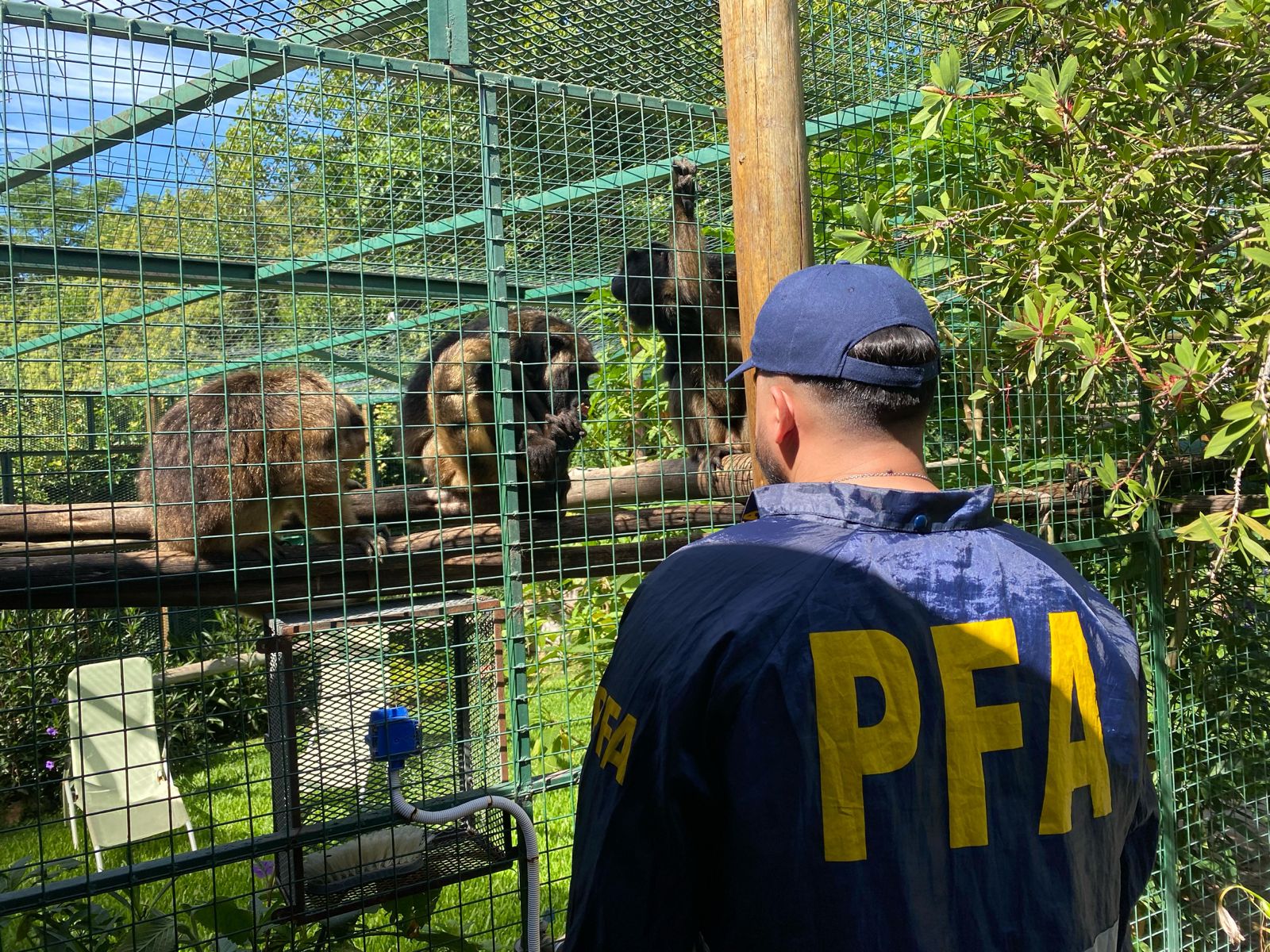 monos aulladores que estaban en cautiverio