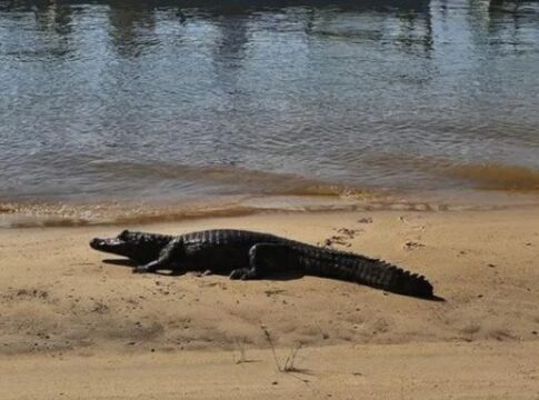 yacare corrientes