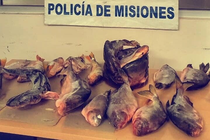 Sustrajeron peces de un tajamar en Garupá