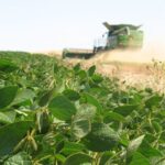 agricultura-soja-infocampo