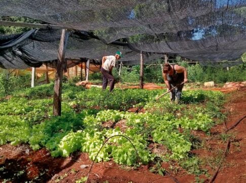 productores agropecuarios