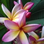 Orquideario-Catasetum-10-e1712176049642
