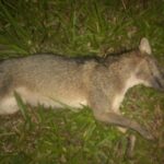 animal-muerto-1