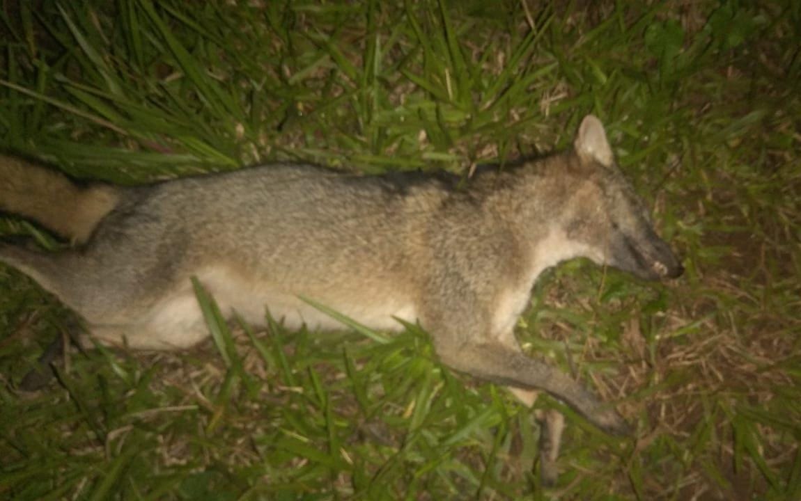 se le cruzó un animal en la ruta