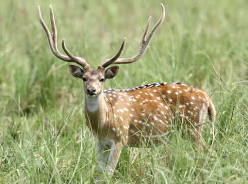 Sobrepoblación de ciervos axis