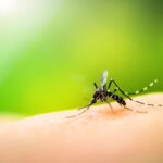 dengue-