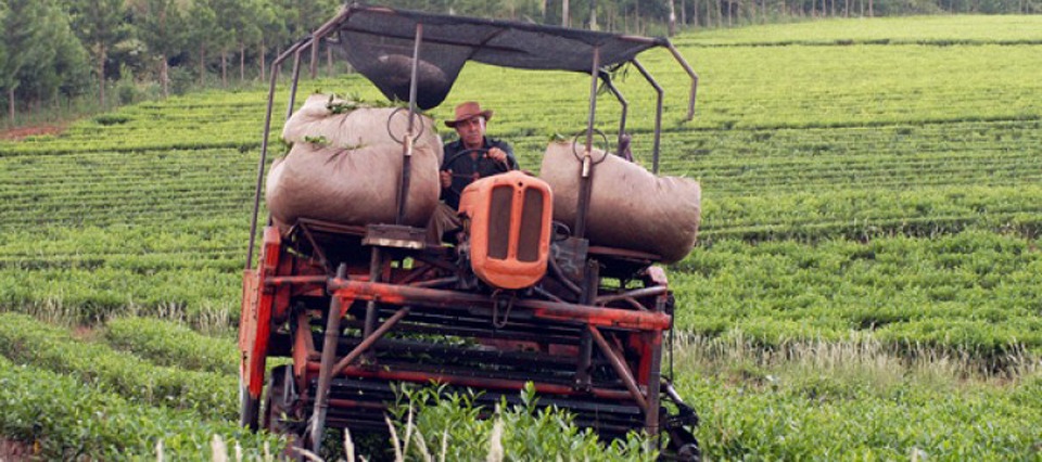 zafra tealera