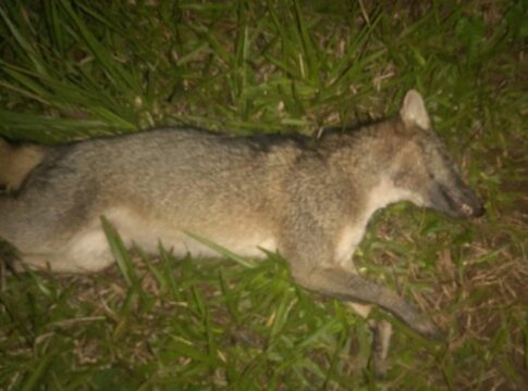 se le cruzó un animal en la ruta