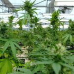 cannabis-medicinal-2