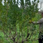 yerba-mate-21