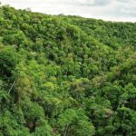 Selva-paranaense-1
