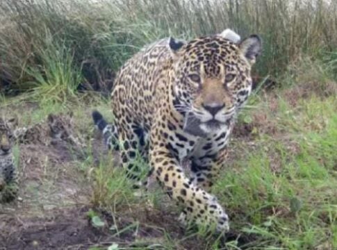 Nacieron tres cachorros de yaguaretés