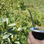 yerba-mate-6