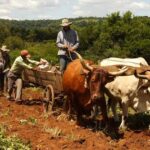 Agro-en-Misiones-462h10qrkkg0