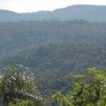 EDG-Bosques