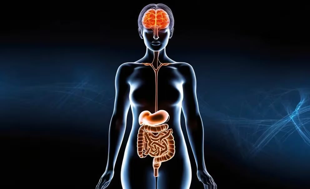 La salud intestinal y su vínculo con el estrés