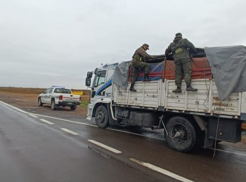 granos de soja