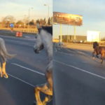 caballos-en-la-panamericana