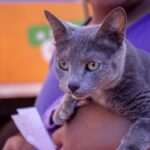 GATITO