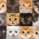 Gatos-1