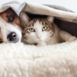 Perros-y-gatos