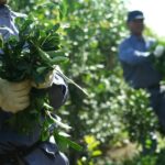 WhatsApp-Image-2024-08-12-at-12.34.12