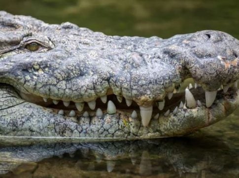 cocodrilo de casi cinco metros con restos humanos