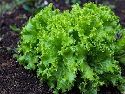 lechuga crespa