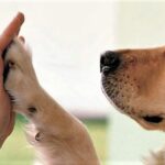 tenencia-responsable-de-mascotas