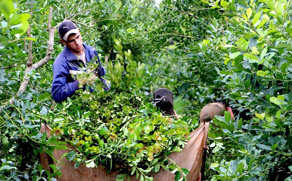 yerba mate