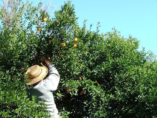 Producción frutícola