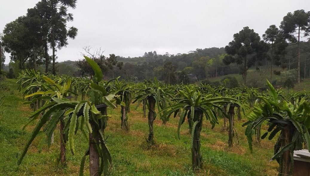 Producción de pitaya