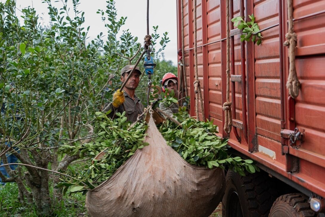 precio de la yerba mate