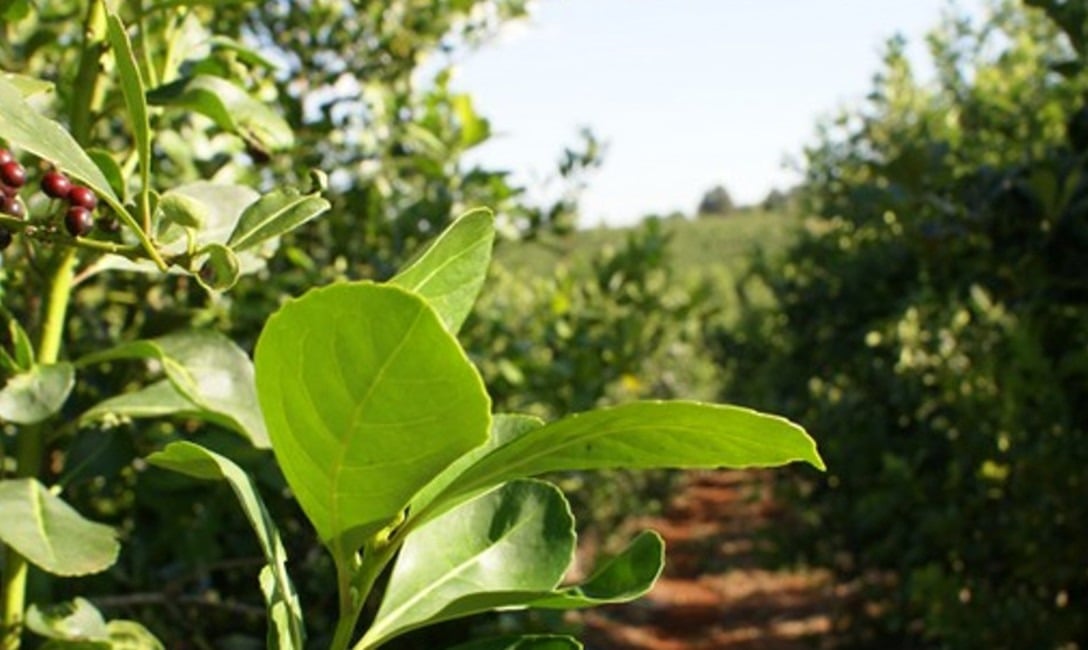 yerba mate