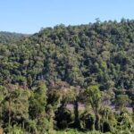 El-Soberbio-Bosques-Nativos