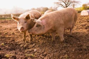 chanchos-4i348fs329m0