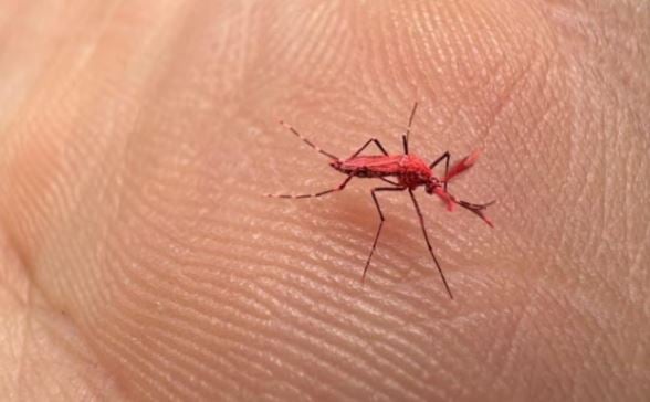 dengue