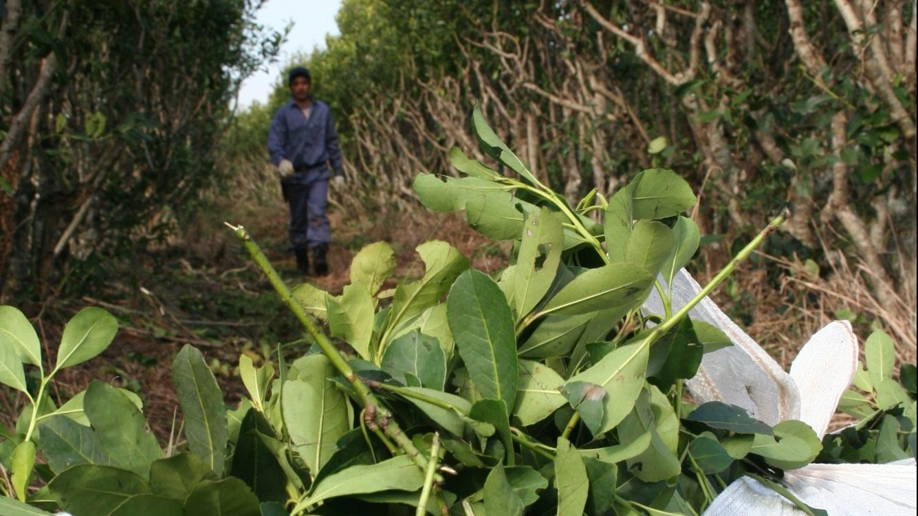 Yerbateros de Misiones