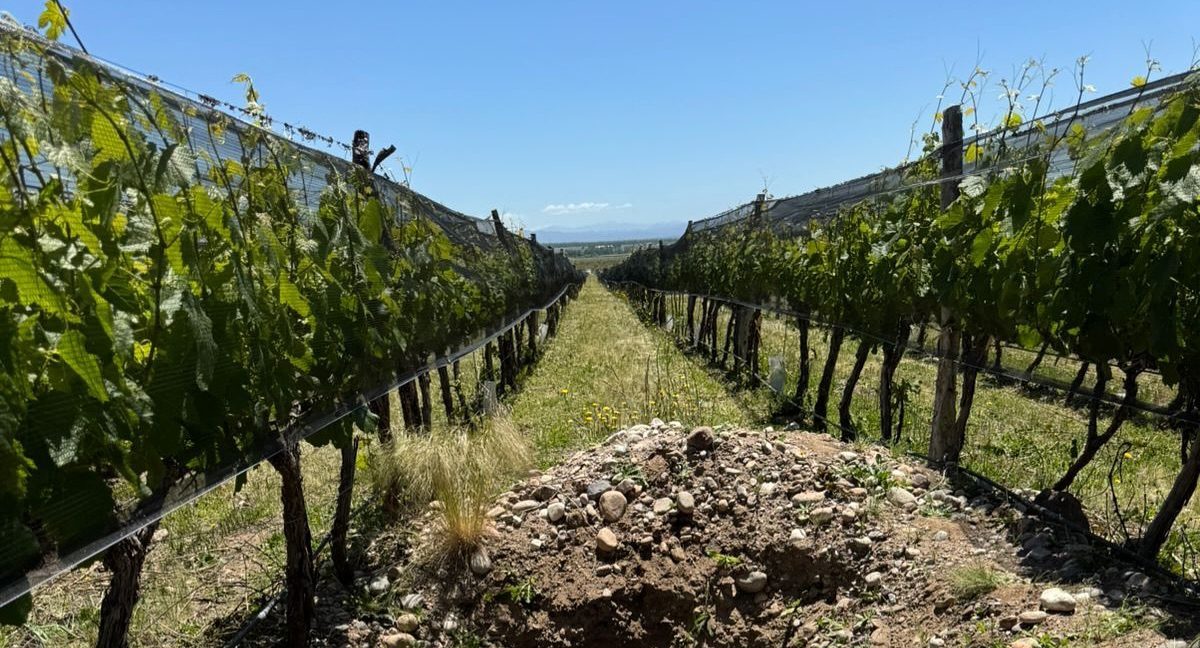 Emprendedora misionera impulsa proyectos innovadores con el vino y la perfumería: “Esto es una misión de vida para mí”