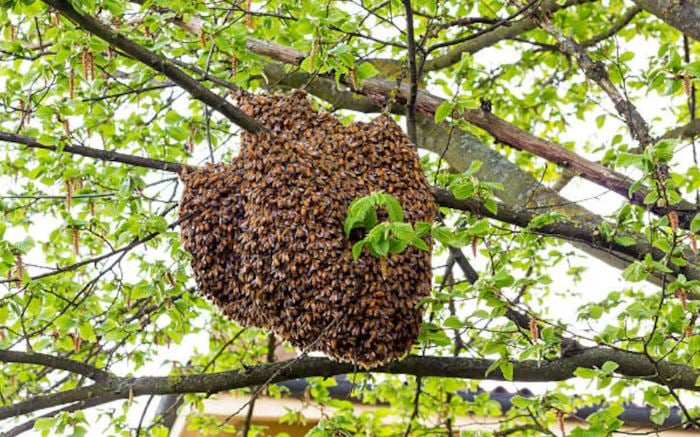 Falleció un hombre tras ser picado por 150 más de abejas