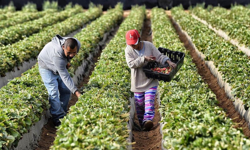agricultores