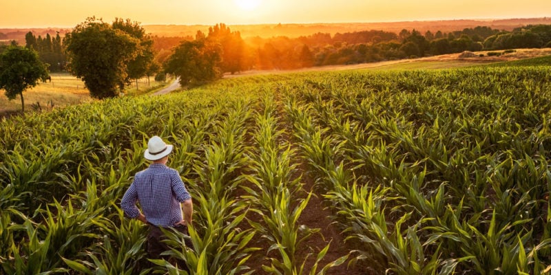 alquileres agrícolas