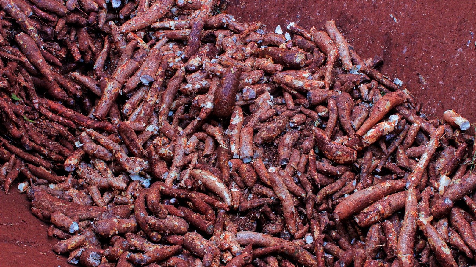 zafra de mandioca